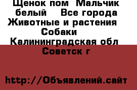 Щенок пом. Мальчик белый  - Все города Животные и растения » Собаки   . Калининградская обл.,Советск г.